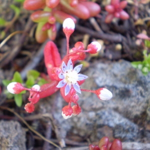 Photographie n°147201 du taxon Sedum caeruleum L. [1771]