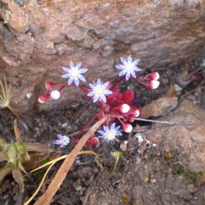 Photographie n°147203 du taxon Sedum caeruleum L. [1771]