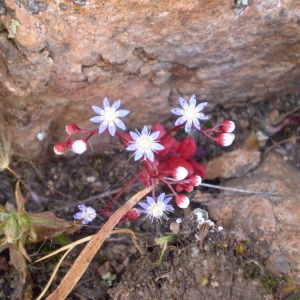 Photographie n°147204 du taxon Sedum caeruleum L. [1771]