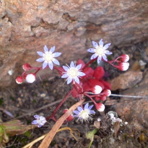 Photographie n°147205 du taxon Sedum caeruleum L. [1771]