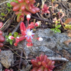  - Sedum caeruleum L. [1771]