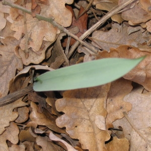 Photographie n°147239 du taxon Tulipa sylvestris L. [1753]