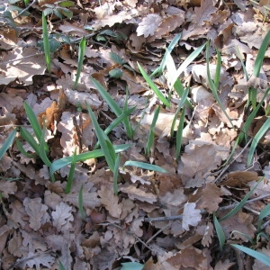 Photographie n°147240 du taxon Tulipa sylvestris L. [1753]