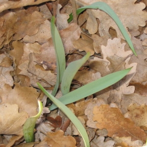 Photographie n°147242 du taxon Tulipa sylvestris L. [1753]