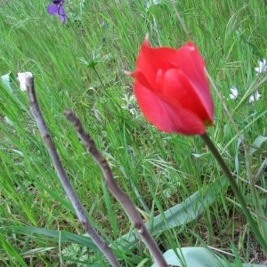  - Tulipa raddii Reboul [1822]