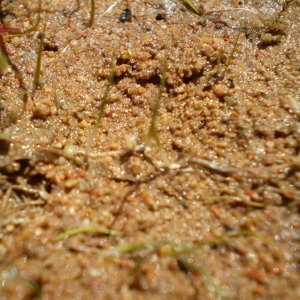 Photographie n°147253 du taxon Pilularia minuta Durieu [1848]