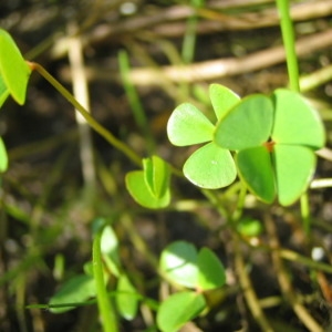 Photographie n°147260 du taxon Marsilea strigosa Willd. [1810]