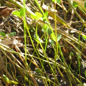  - Marsilea strigosa Willd. [1810]