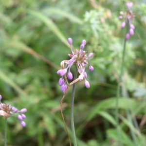 Photographie n°147267 du taxon Allium carinatum L. [1753]