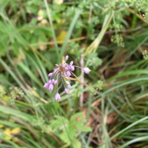 Photographie n°147268 du taxon Allium carinatum L. [1753]