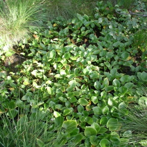  - Calla palustris L. [1753]