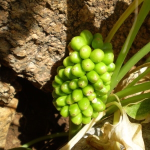 Photographie n°147272 du taxon Arum pictum L.f. [1782]