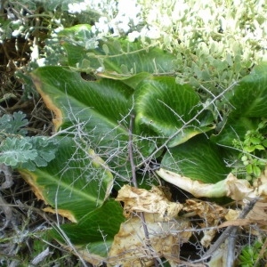 Photographie n°147276 du taxon Arum pictum L.f. [1782]