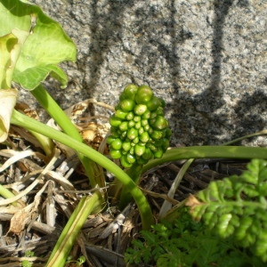 Photographie n°147277 du taxon Arum pictum L.f. [1782]