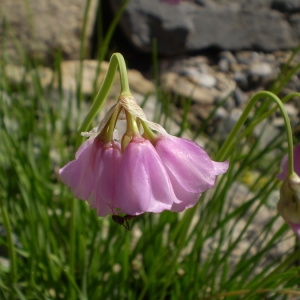 Photographie n°147282 du taxon Allium narcissiflorum Vill. [1779]