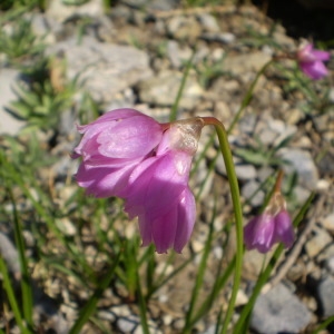 Photographie n°147292 du taxon Allium narcissiflorum Vill. [1779]