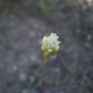 Photographie n°147297 du taxon Armeria arenaria (Pers.) Schult. [1820]