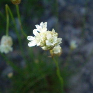 Photographie n°147299 du taxon Armeria arenaria (Pers.) Schult. [1820]