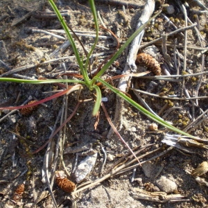 Photographie n°147306 du taxon Armeria arenaria (Pers.) Schult. [1820]