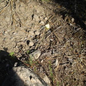 Photographie n°147309 du taxon Armeria arenaria (Pers.) Schult. [1820]