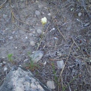 Photographie n°147310 du taxon Armeria arenaria (Pers.) Schult. [1820]