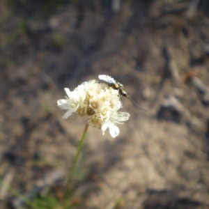 Photographie n°147311 du taxon Armeria arenaria (Pers.) Schult. [1820]