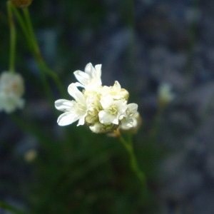 Photographie n°147313 du taxon Armeria arenaria (Pers.) Schult. [1820]