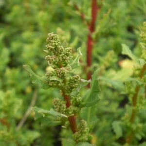  - Chenopodium glaucum L. [1753]