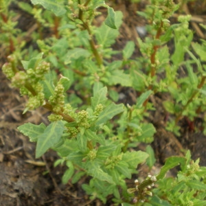  - Chenopodium glaucum L. [1753]