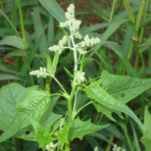 Photographie n°147328 du taxon Chenopodium hybridum L. [1753]