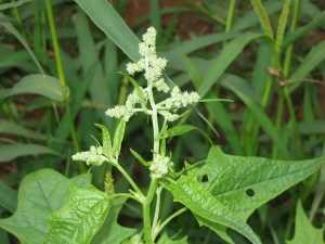 Christophe GIROD, le 13 août 2006 (Villaramblay)
