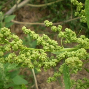  - Chenopodium ficifolium Sm. [1800]