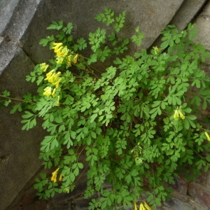  - Pseudofumaria lutea (L.) Borkh. [1797]