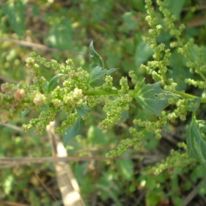  - Chenopodium chenopodioides (L.) Aellen [1933]