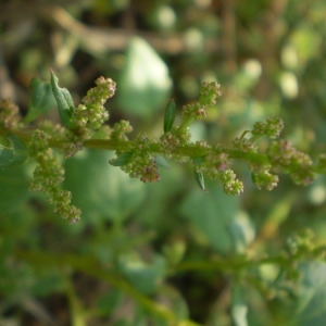  - Chenopodium chenopodioides (L.) Aellen [1933]