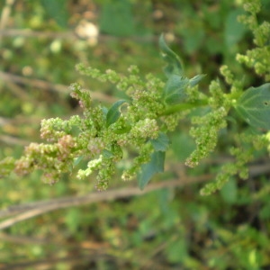  - Chenopodium chenopodioides (L.) Aellen [1933]