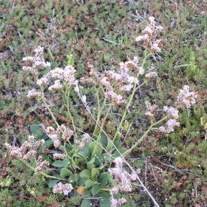  - Limonium binervosum (G.E.Sm.) C.E.Salmon [1907]