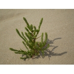 Corispermum pallasii Steven