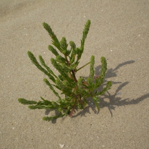 Photographie n°147419 du taxon Corispermum pallasii Steven [1814]