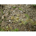 Atriplex pedunculata L. (Arroche à fruits pédonculés)