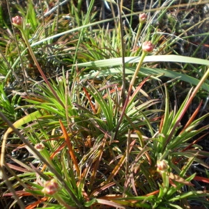 Photographie n°147435 du taxon Armeria pungens (Link) Hoffmanns. & Link [1820]