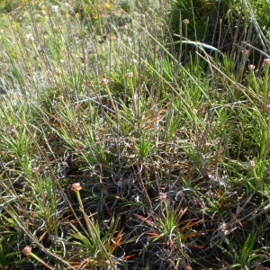 Photographie n°147438 du taxon Armeria pungens (Link) Hoffmanns. & Link [1820]