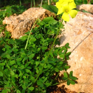 Photographie n°147443 du taxon Oxalis pes-caprae L. [1753]