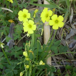 Photographie n°147444 du taxon Oxalis pes-caprae L. [1753]