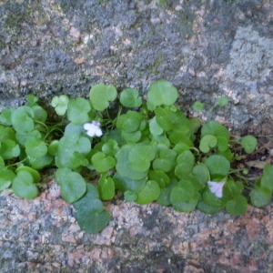  - Cymbalaria aequitriloba (Viv.) A.Chev. [1937]