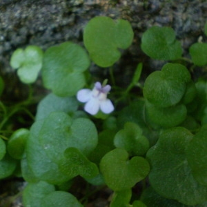  - Cymbalaria aequitriloba (Viv.) A.Chev. [1937]