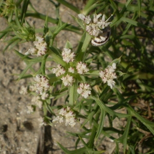 Photographie n°147462 du taxon Echinophora spinosa L. [1753]