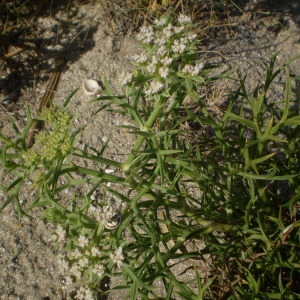 Photographie n°147463 du taxon Echinophora spinosa L. [1753]