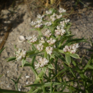 Photographie n°147464 du taxon Echinophora spinosa L. [1753]