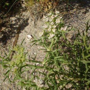 Photographie n°147465 du taxon Echinophora spinosa L. [1753]